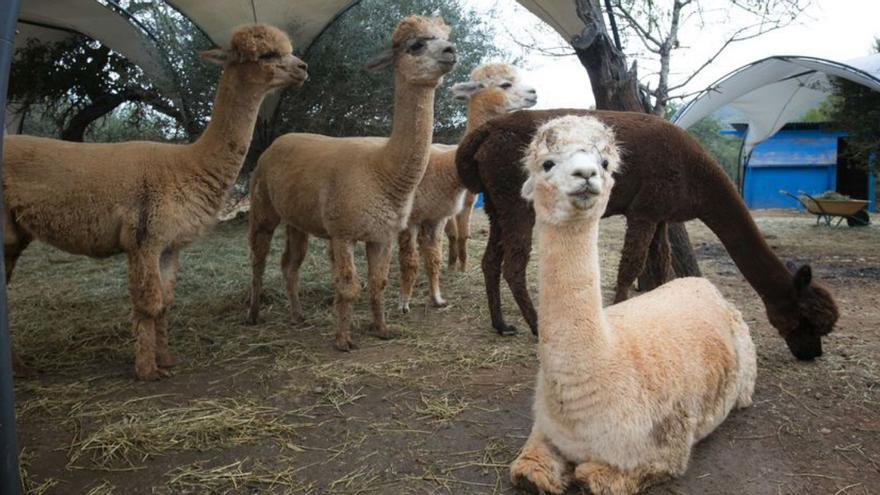 granja‘Baby boom’ de alpacas en Ibiza