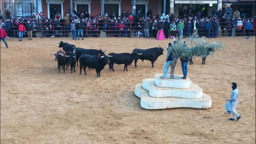 “Caballero” pasea su señorío por la Plaza Mayor de Villalpando