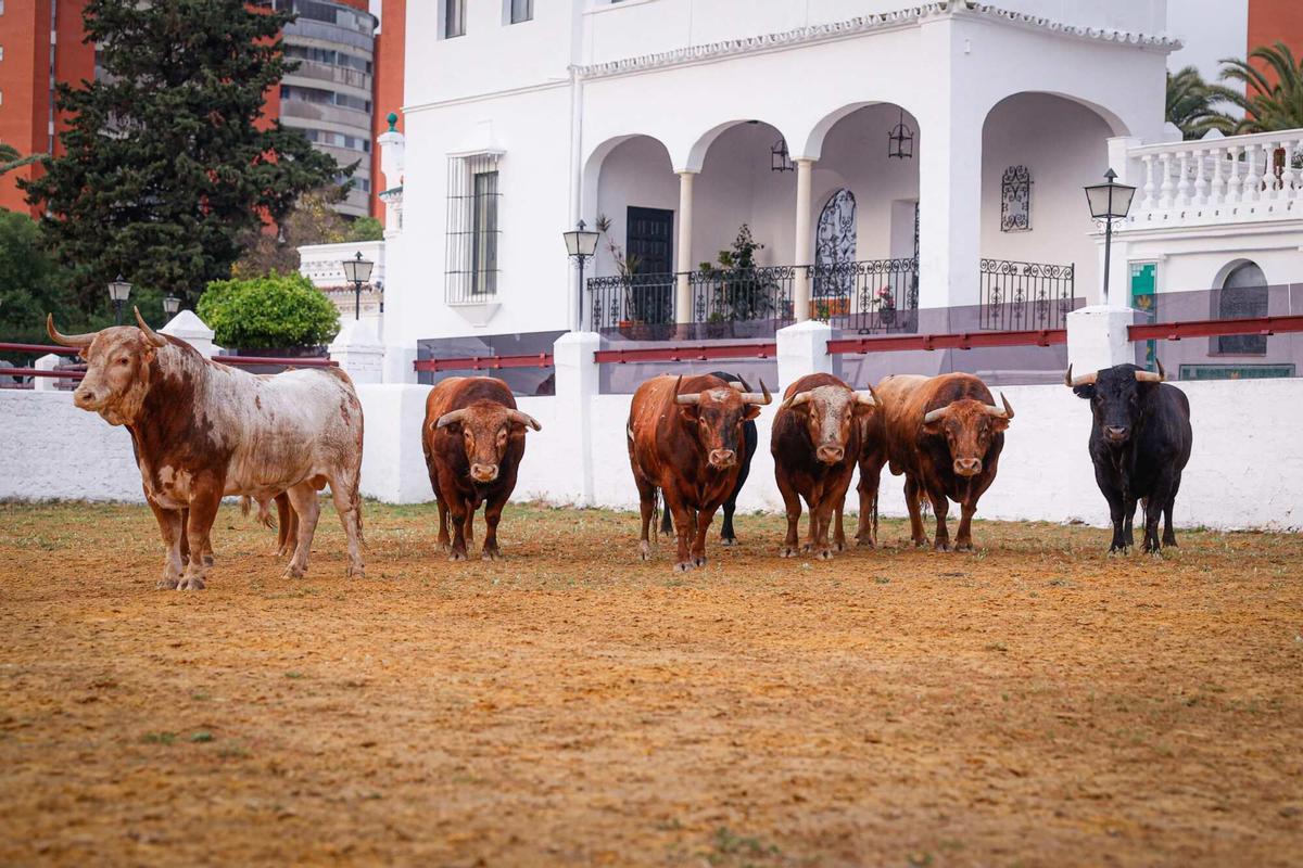 Toros de Alcurrucén en la Real Venta de Antequera.
