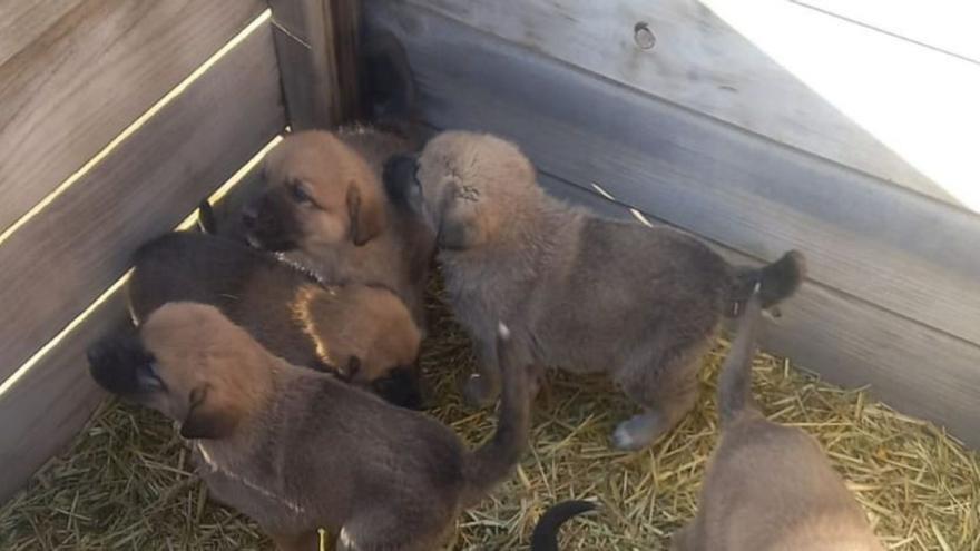 Investigan el abandono de diez cachorros de perro en este municipio de Zamora