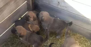 Investigan el abandono de diez cachorros de perro en este municipio de Zamora