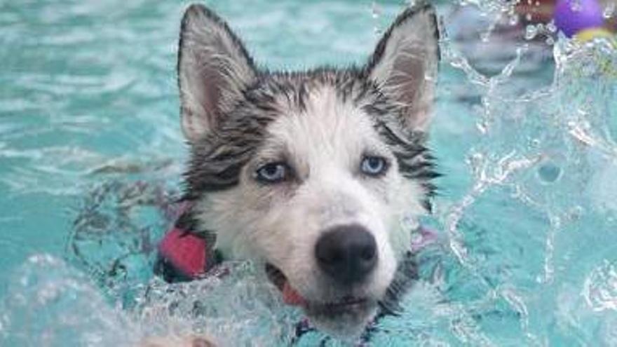 Mi perro odia el agua