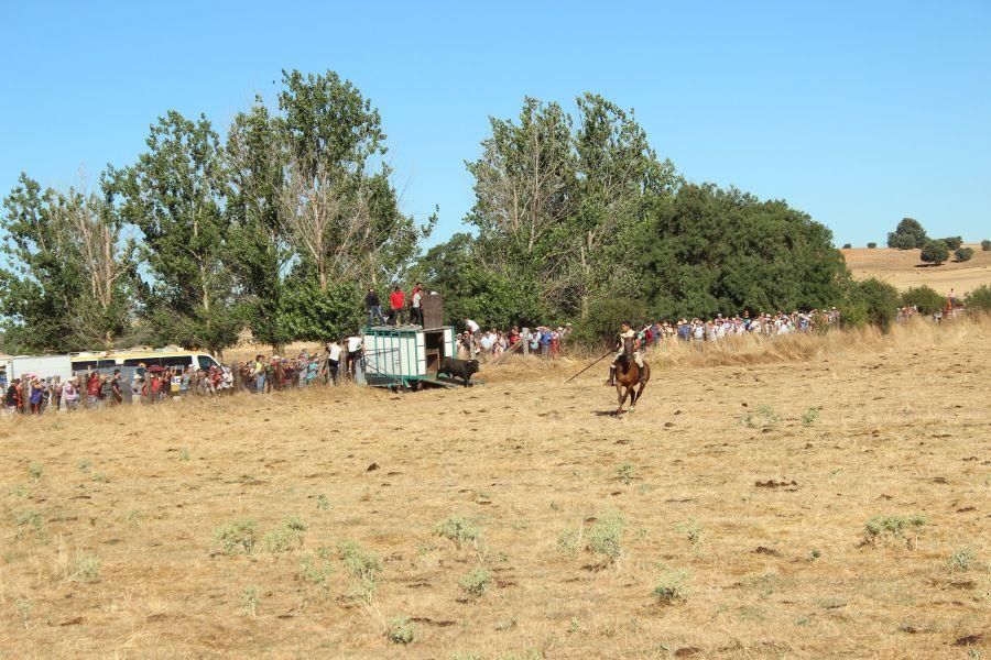 Encierro campero de Cubo del Vino