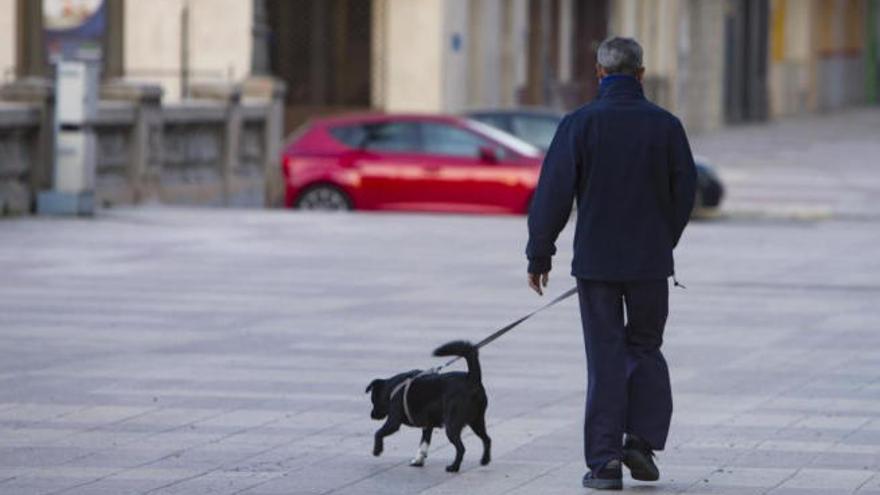 Un hombre pasea a su perro.