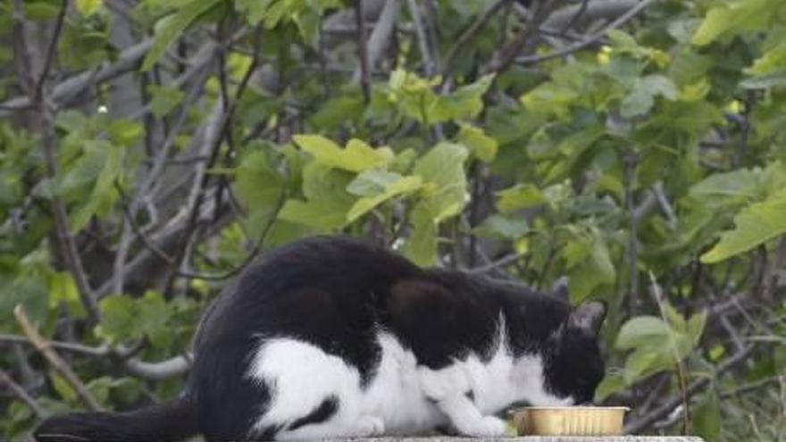 Un gato se alimenta sobre un muro, en Algemesí.