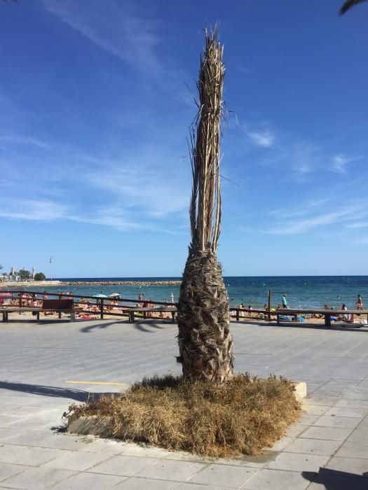 Deficiencias en la fachada litoral de Torrevieja