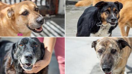 Adopción de perros en Ourense | Los "abuelos" de la perrera buscan una  última oportunidad
