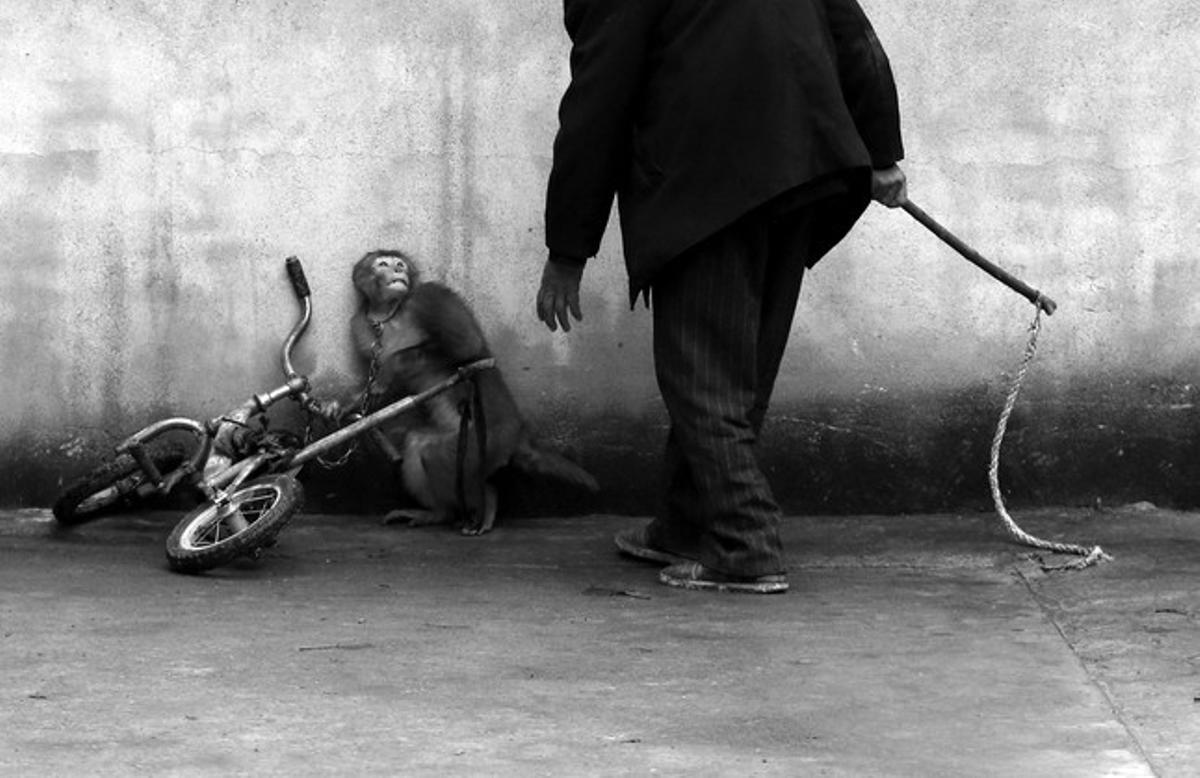 El fotógrafo chino Yongzhi Chu, ganador en la categoría individual de Naturaleza, muestra a un mono mientras es adiestrado para trabajar en un circo, en Suzhou, China. 