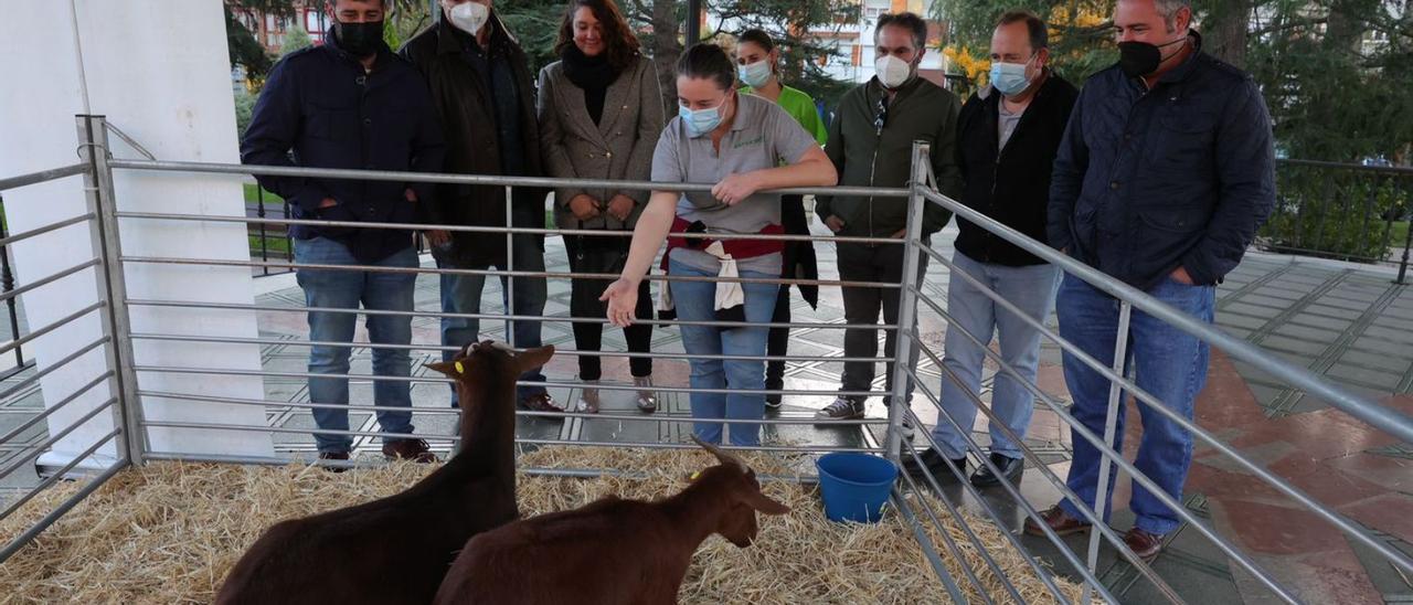 Los dos cabritos subastados ayer en Posada de Llanera, con los miembros de la asociación promotora de la iniciativa. | LNE