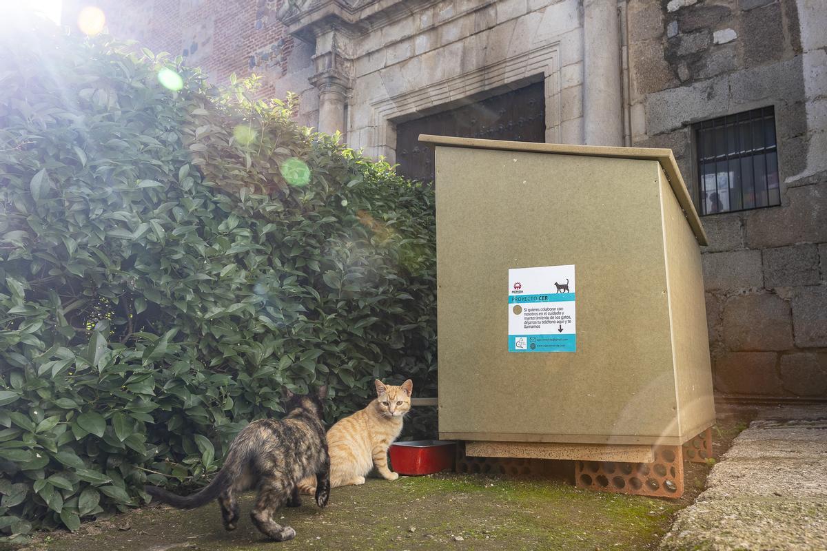 GALERÍA | Salvan a una colonia de gatos que vivían en una casa en ruinas de Mérida