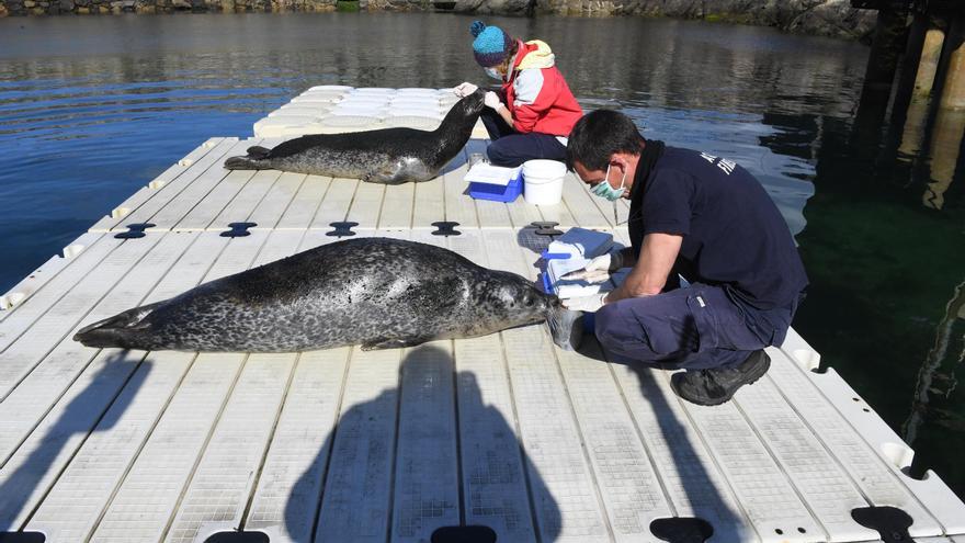 Las focas del Aquarium estrenarán nuevas instalaciones en verano