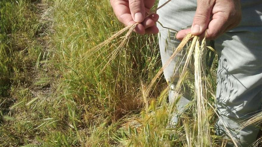 Asaja critica que el consumidor paga &quot;un 817% más&quot; que el precio recibido por el agricultor