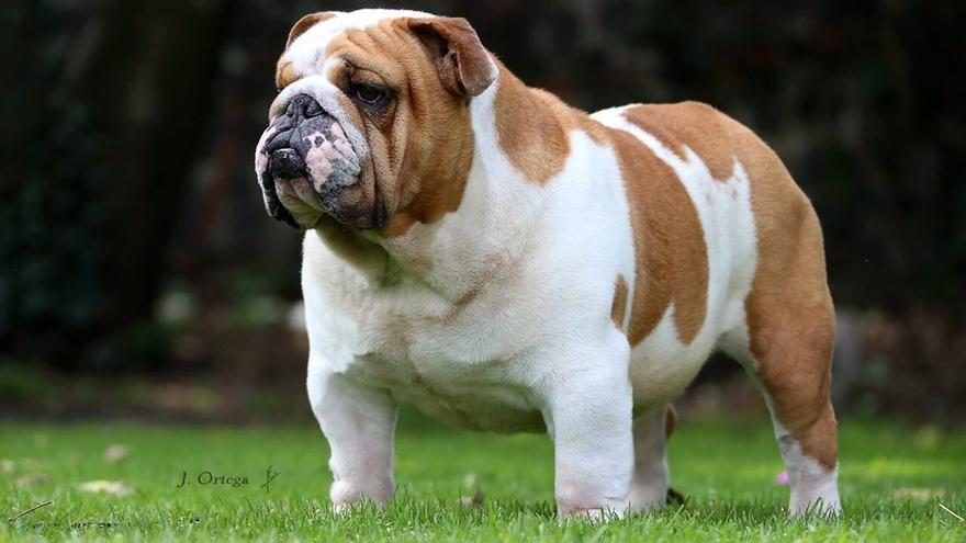 Piden prohibir la cría de bulldog inglés por la salud de estos perros