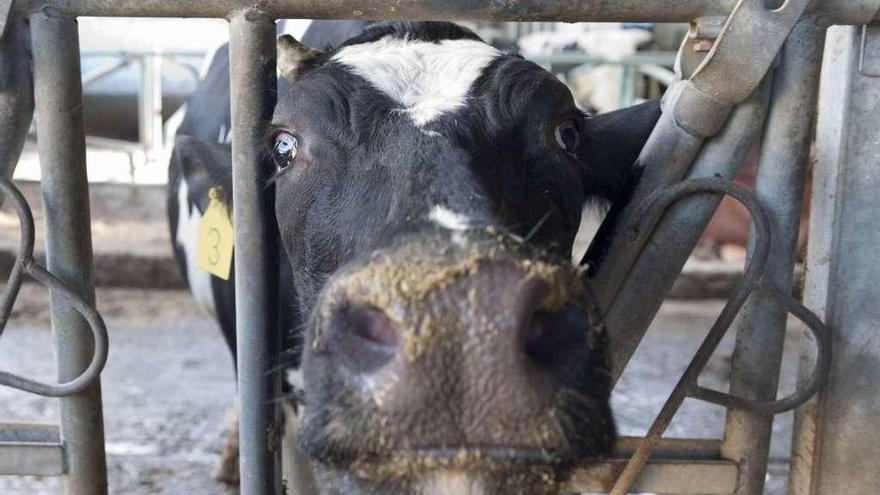 Una vaca en una explotación láctea gallega.