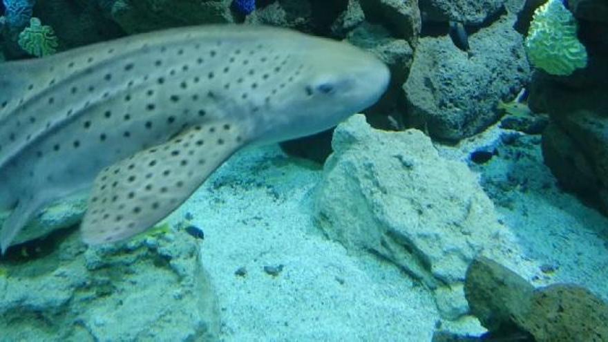 Así es el Acuario Poema del Mar