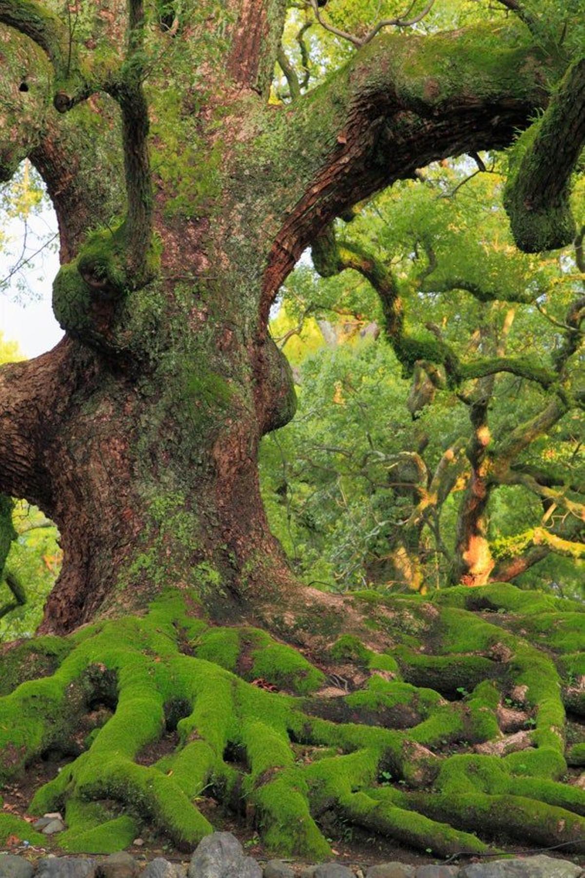 Árbol cubierto por musgo en el distrito de Higashiyama, en Kioto.