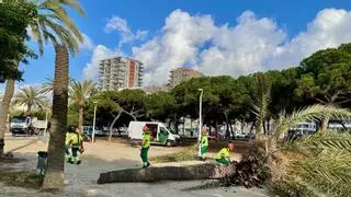 Mataró sustituye 17 palmeras del paseo marítimo por riesgo de caída