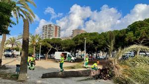 Trabajadores del Ayuntamiento de Mataró retiran las palmeras afectadas