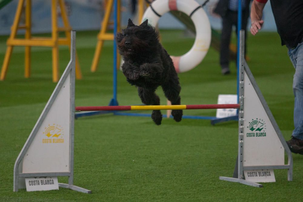 La Mascotada da brillo a Expocachorro