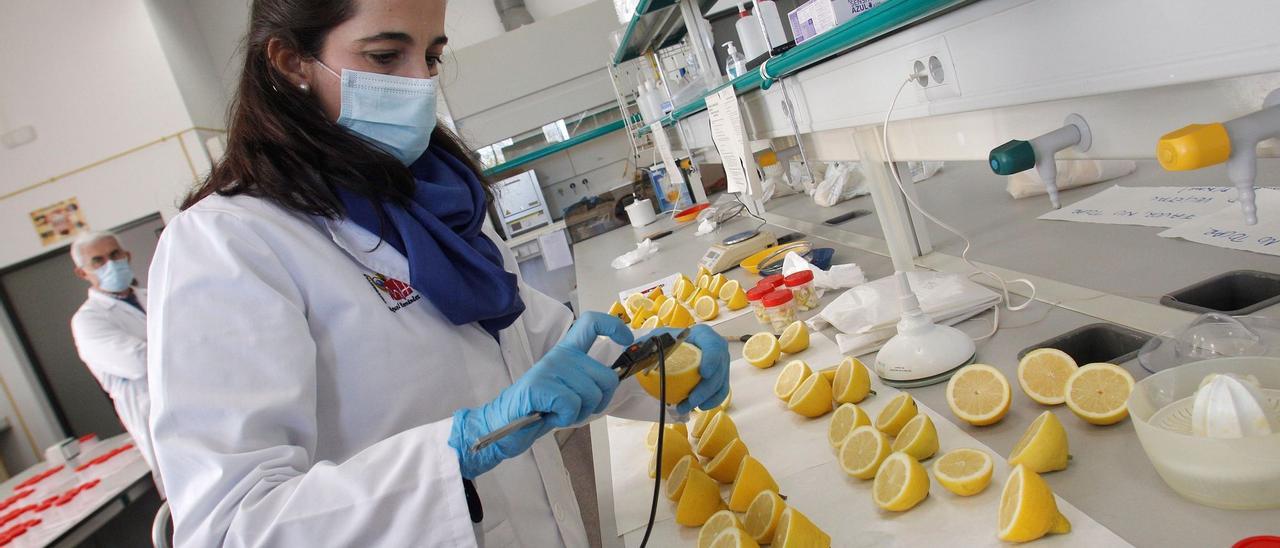 Investigación con limoneros en el campus universitario de Desamparados.