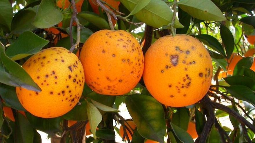 Las plagas importadas amenazan la producción de cítricos en la Región