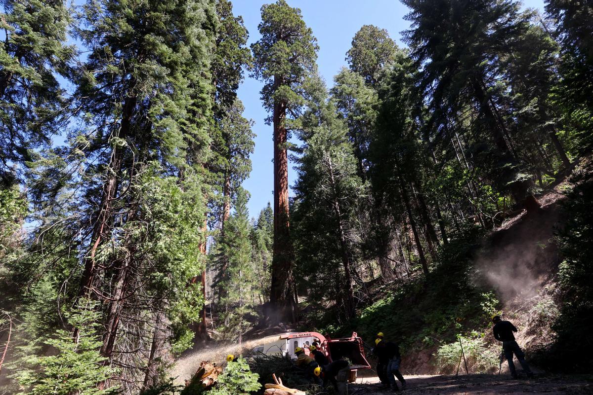 El parque nacional de las Secuoyas es un parque nacional ubicado en la parte sur de Sierra Nevada, California.