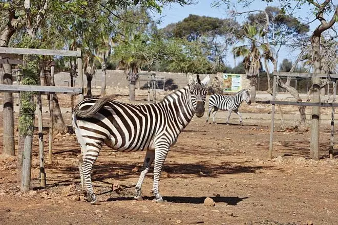 Safari-Zoo Sa Coma: reichlich Junge, aber kaum Besucher