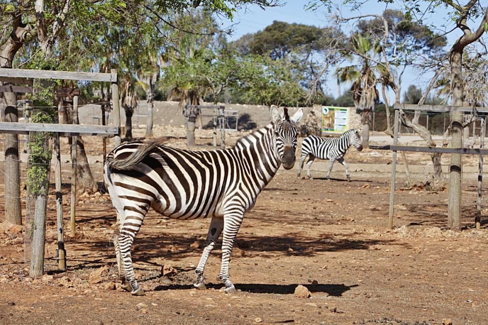 Im Safari Zoo Sa Coma gibt es in diesem Jahr besonders viel Nachwuchs.