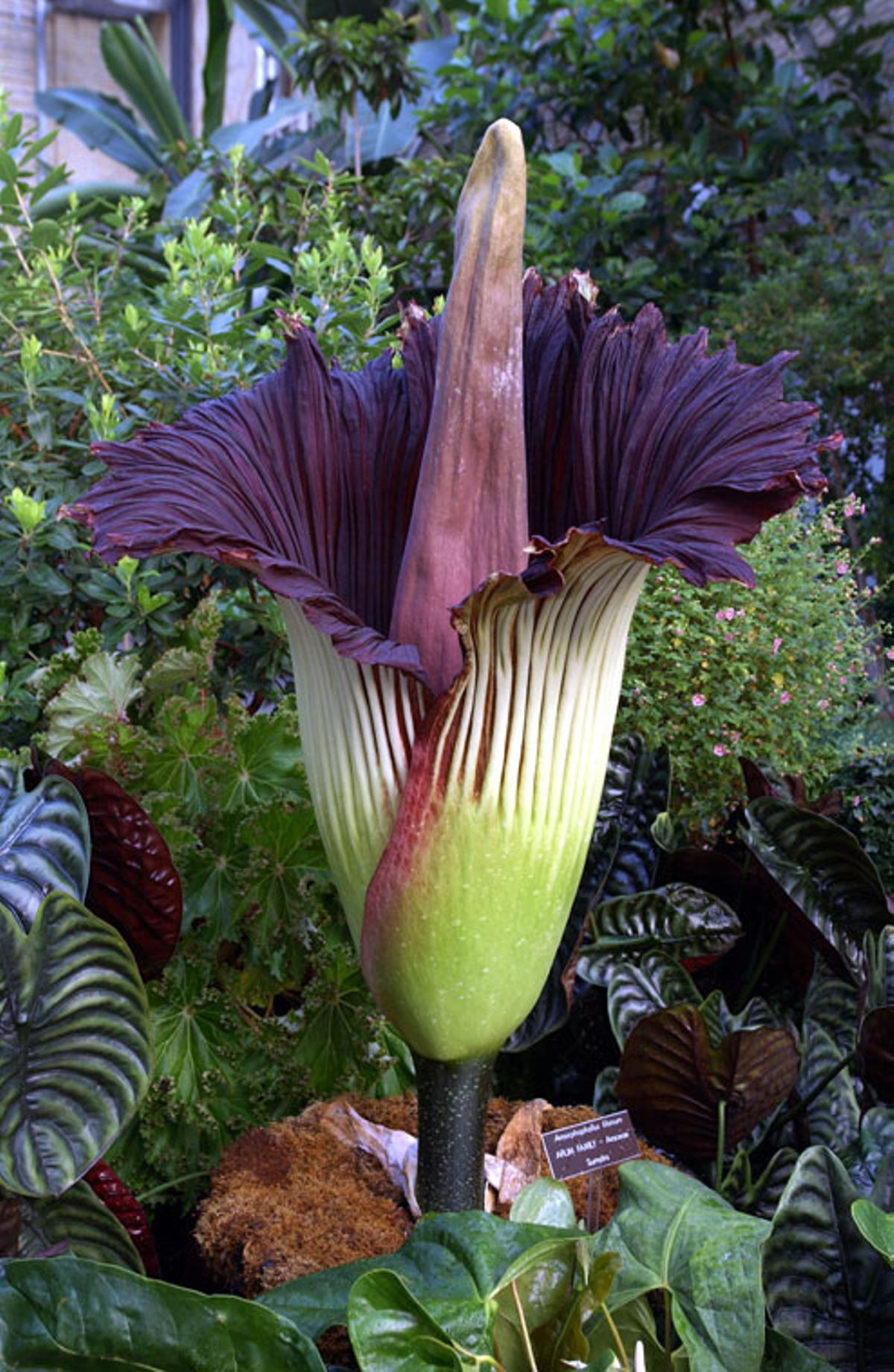 Un ejemplar en un parque botánico de EEUU