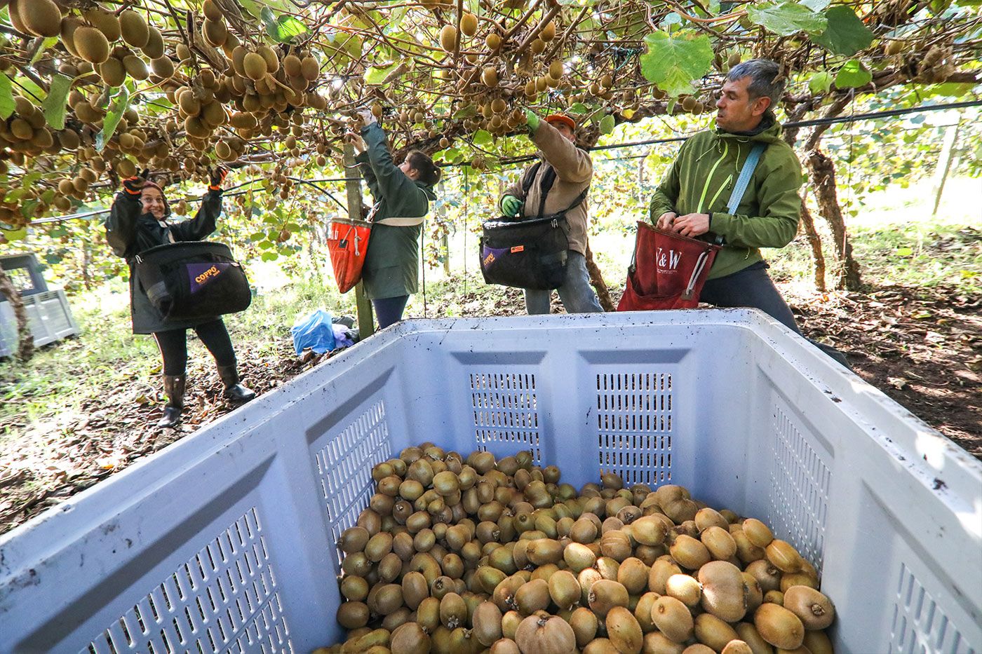 Recogida en una de las fincas de Kiwi Atlántico en Tomiño