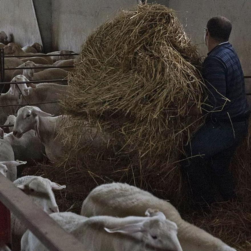 Un ganadero de Andavías trabaja durante el confinamiento. | J. L. Fernández