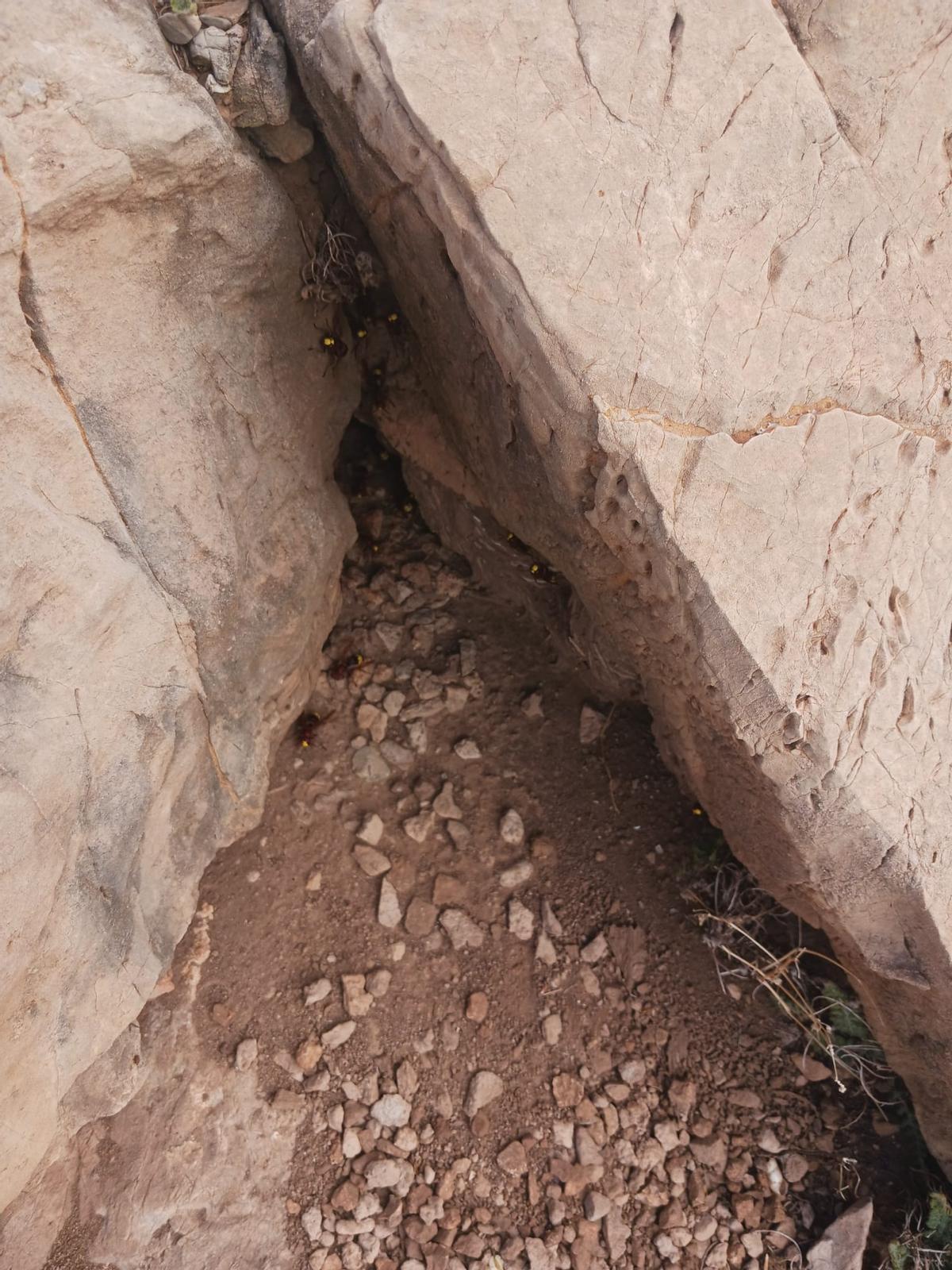 Nido de avispón oriental encontrado hace unas semanas en La Unión.