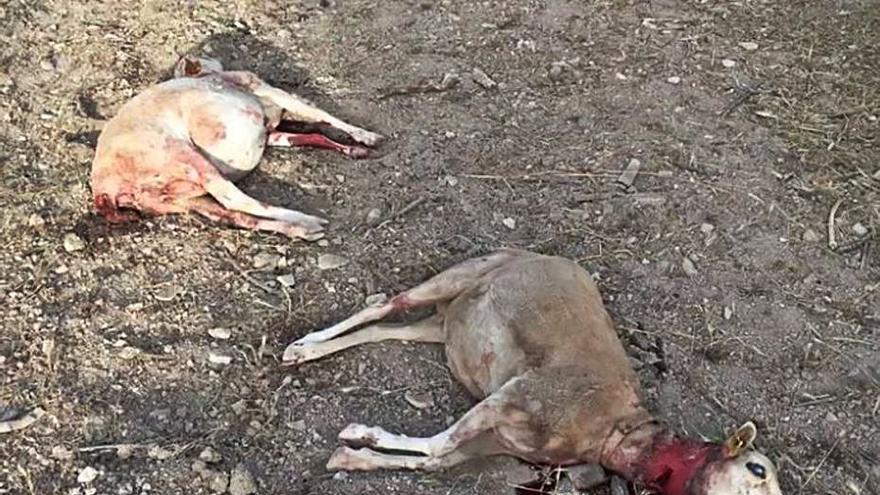 Multa de 6.600 euros a los amos de dos perras que mataron ovejas en Selva - Diario de Mallorca - Vimarsana News