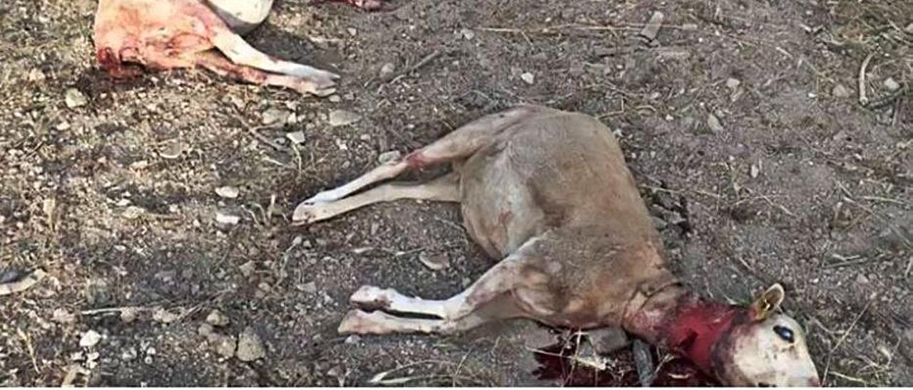La matanza se produjo el pasado 16  de junio en Selva. | AJUNTAMENT