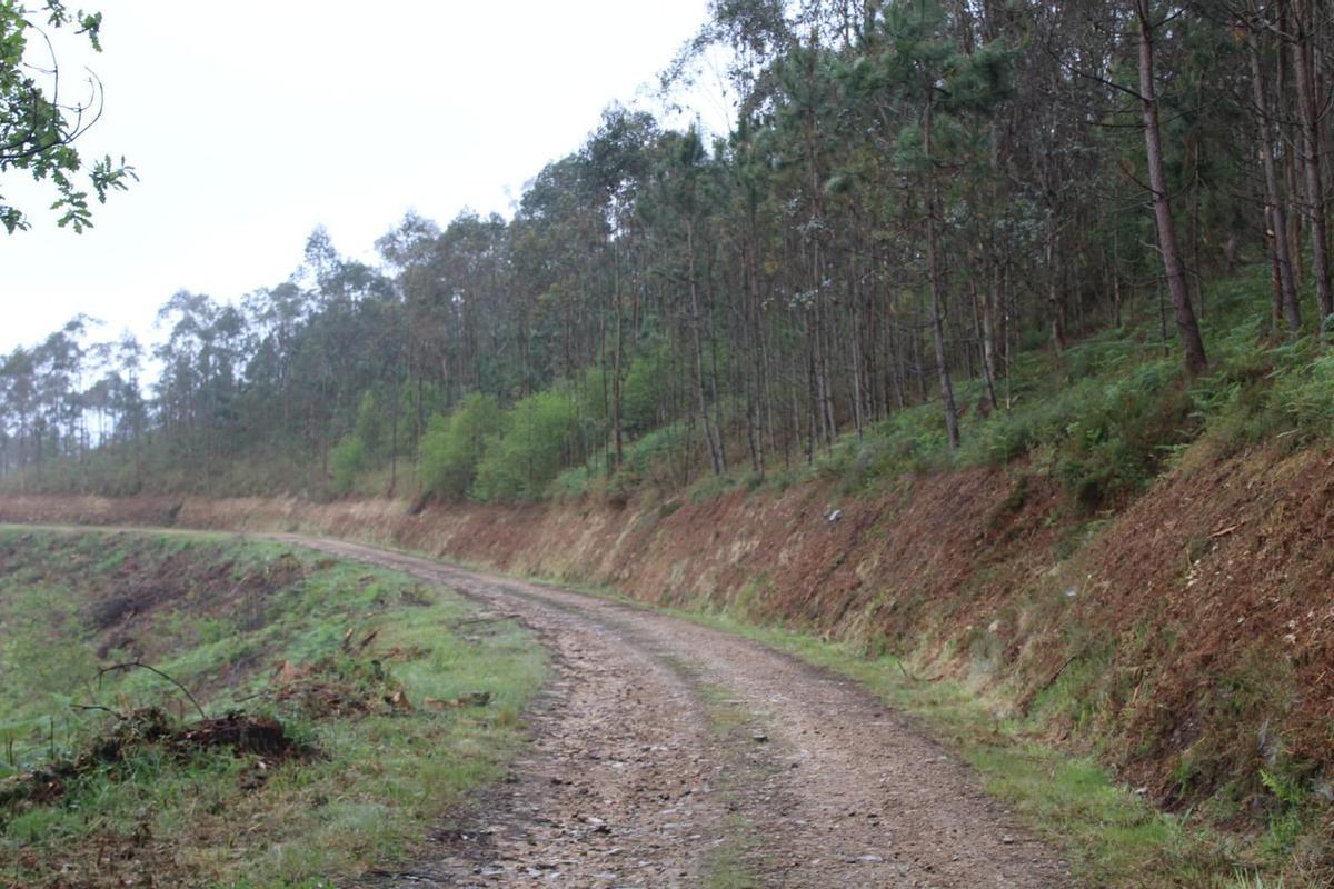 Una pista forestal en el municipio de Valdés.