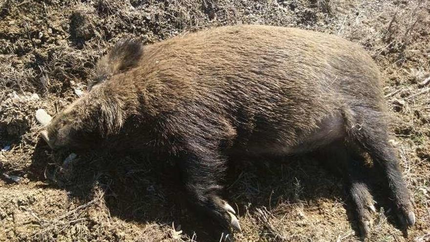 Atropellado un jabalí en Castellanos