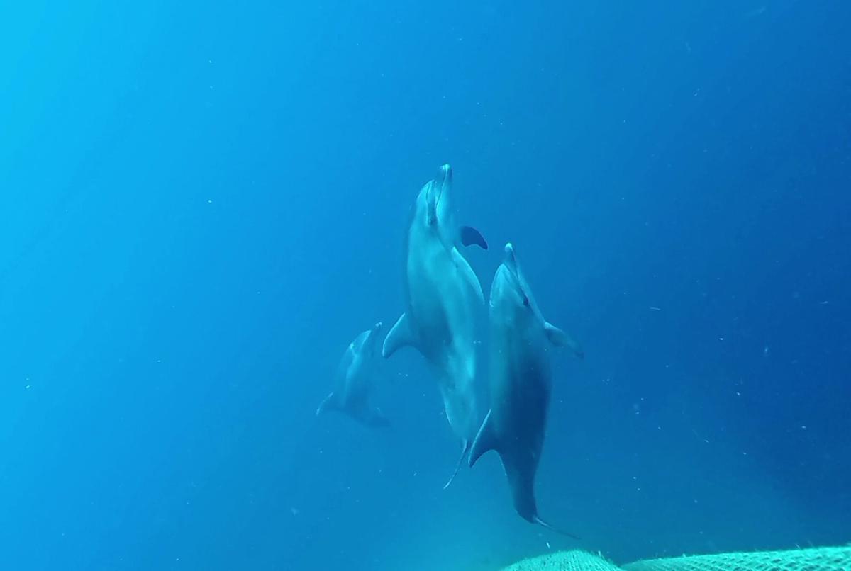 Un grup de dofins a tocar d'una xarxa de pesca