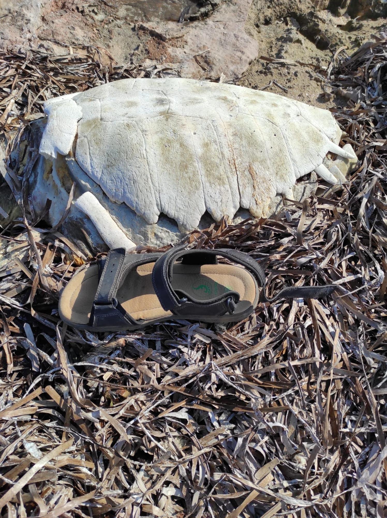 Aparece el esqueleto de una tortuga en una playa de Formentera