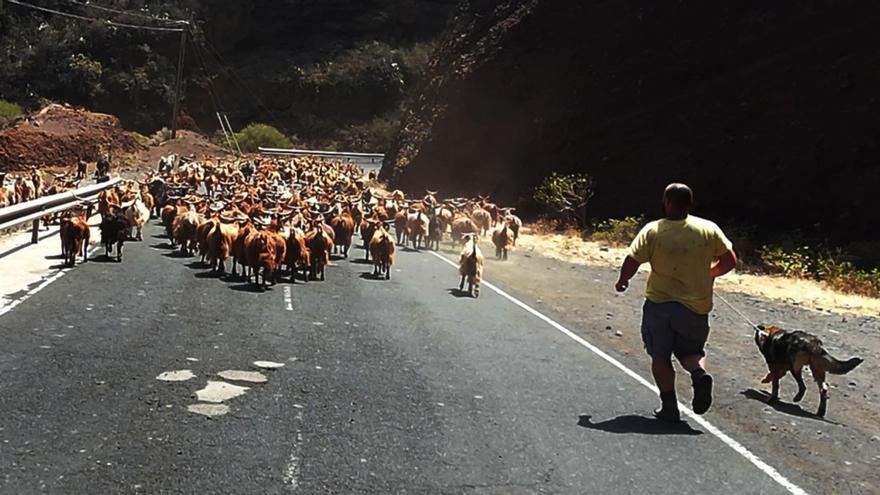 Los ganaderos de La Palma consideran insuficientes las ayudas de la corporación insular