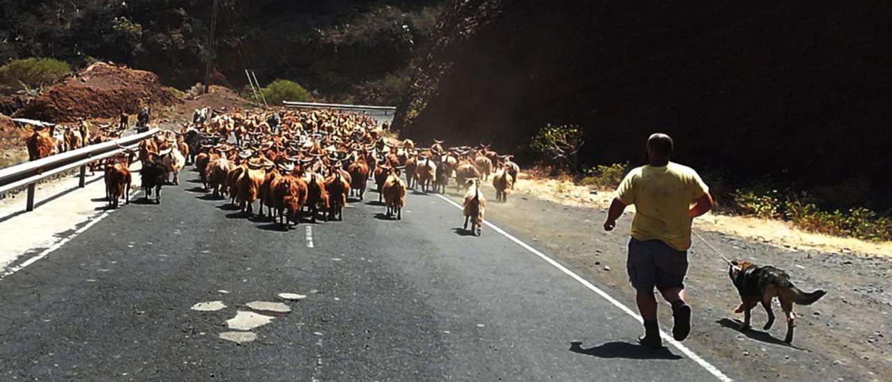 Un rebaño de cabras en una carretera de La Palma.