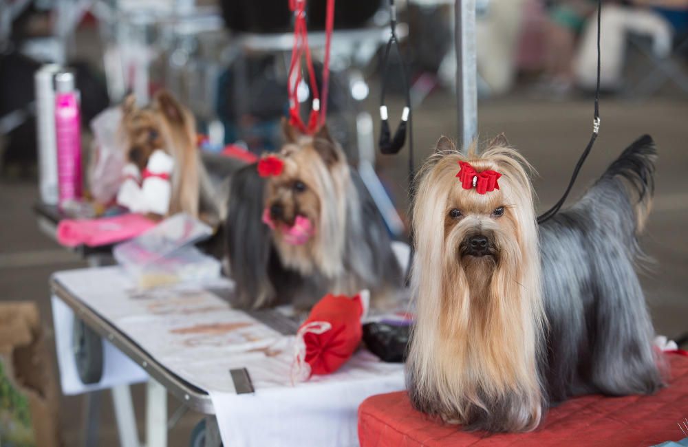 Los mejores perros se dan cita en Castelló