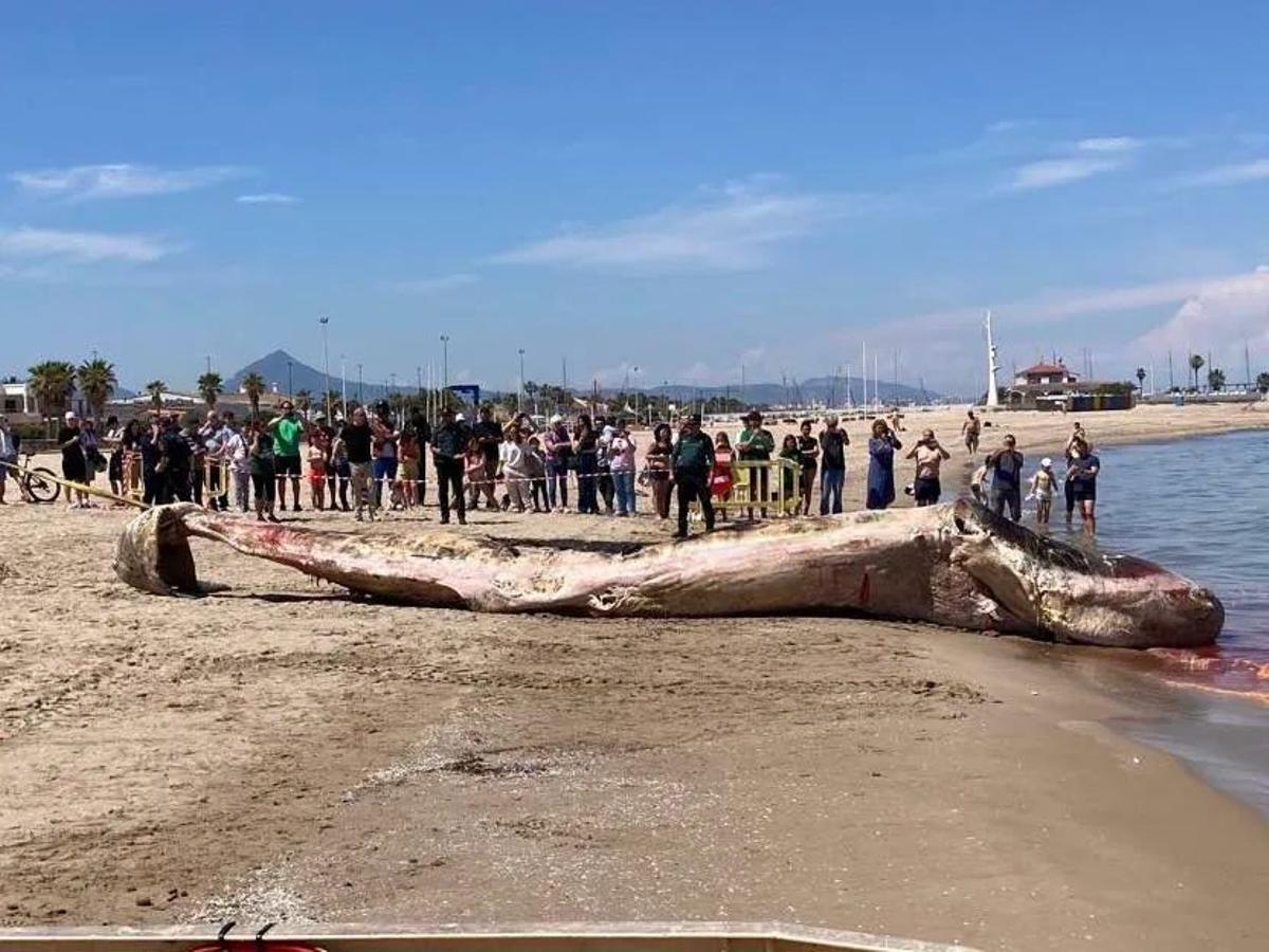 Cachalote encontrado en la playa de Oliva.