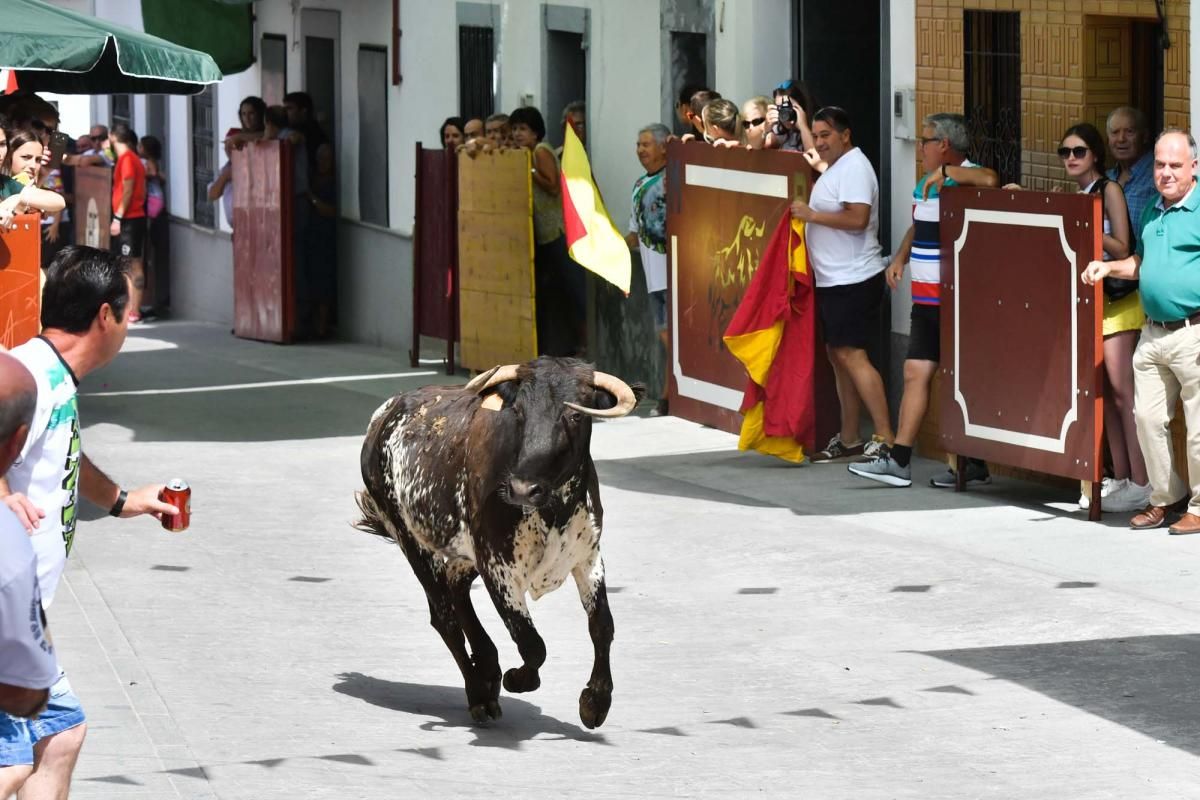 Primer encierro taurino en El Viso