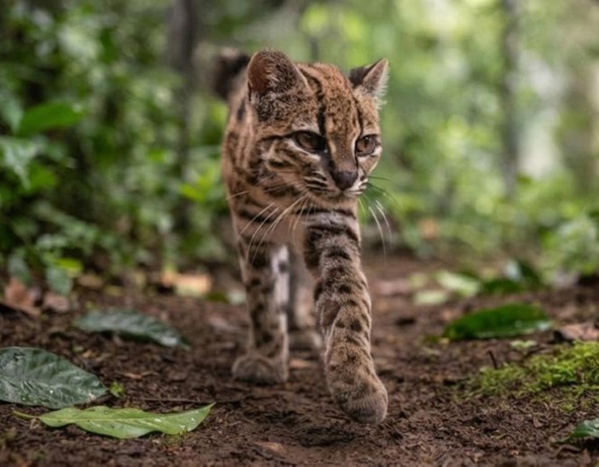 Imagen de la nueva especie identificada