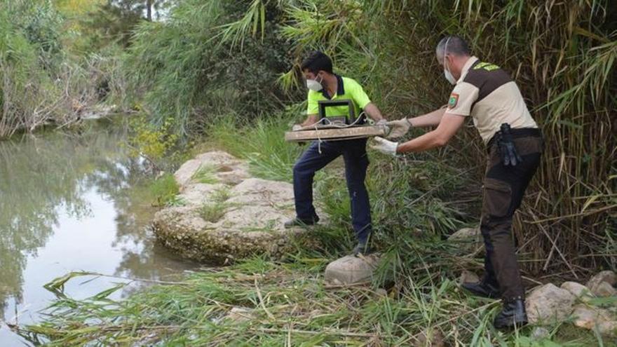 Los guardias del Consorci del Millars retiran las trampas para detectar visones.