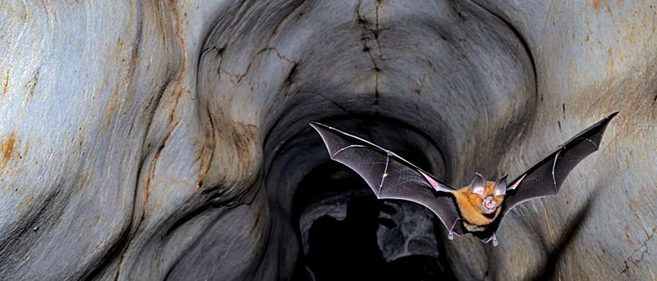 Murciélago de herradura. | SCIENCE