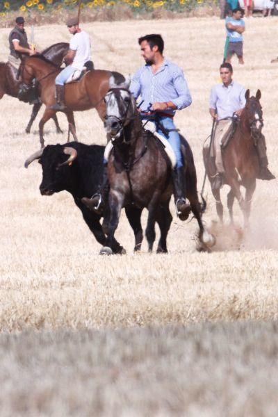 Fiestas en Zamora: Encierro campero en VIllaescusa