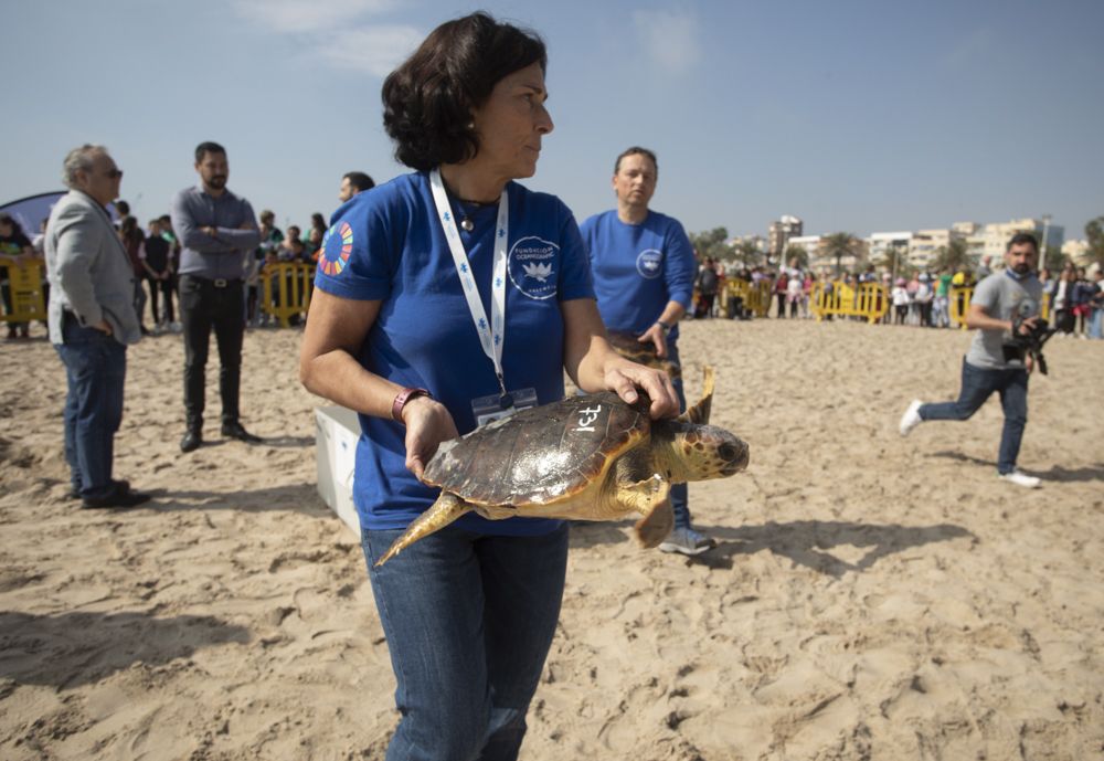 Suelta de tortugas en la playa del Port de Sagunt