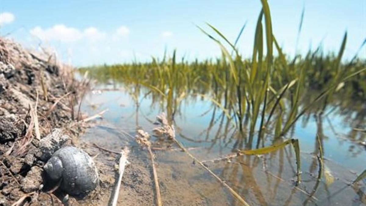 Un ejemplar de caracol manzana, en un arrozal de L'Aldea, en julio del 2013.