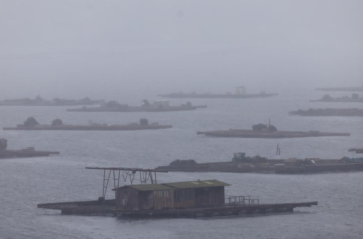 El panorama empieza a despejarse en las bateas de la rías de Vigo.